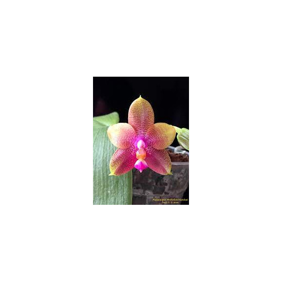 Phalaenopsis Meirdaland Kaiulani / haste floral