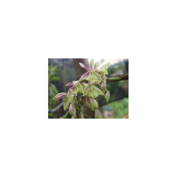 Epidendrum Martianum - Muda