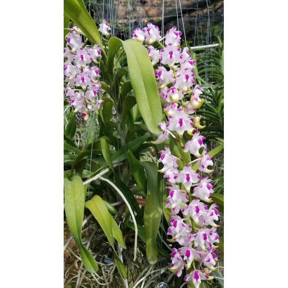 Aerides Odorata - AD