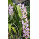 Aerides Odorata - AD