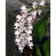 Aerides Odorata - AD