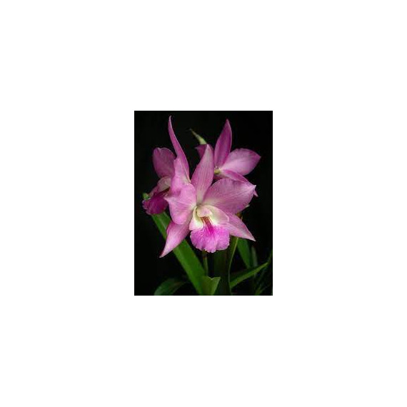 Cookara Bill - Haste Floral
