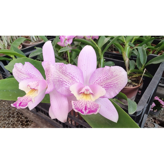 Cattleya Cantagalo x Diaca Chantili Lace AD