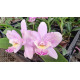 Cattleya Cantagalo x Diaca Chantili Lace AD