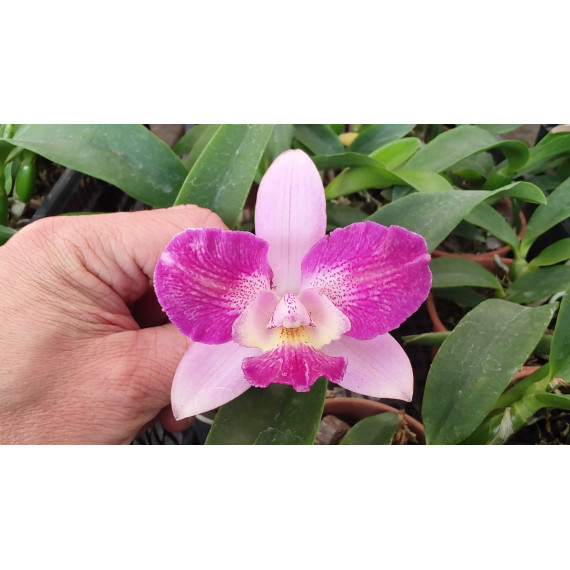 Cattleya Cantagalo x Diaca Chantili Lace AD
