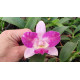 Cattleya Cantagalo x Diaca Chantili Lace AD