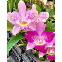 Cattleya Cantagalo x Diaca Chantilly Lace