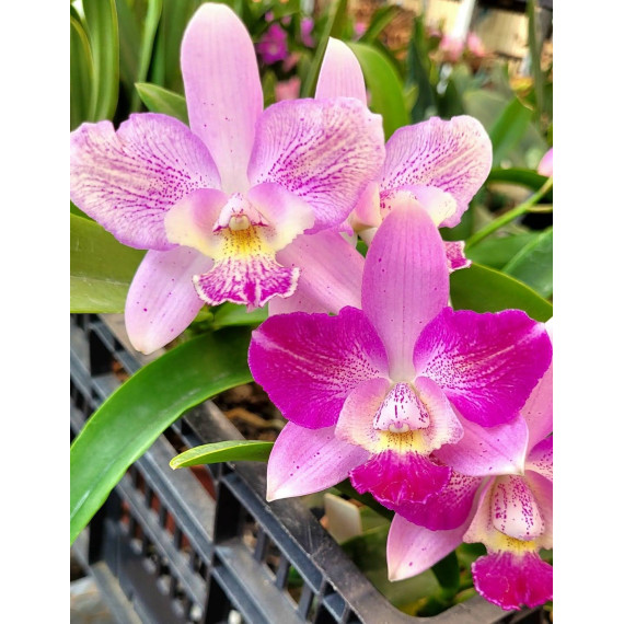 Cattleya Cantagalo x Diaca Chantilly Lace