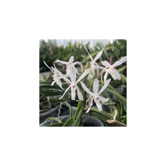 Neostylis Lou Sneary White - Haste Floral
