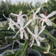 Neostylis Lou Sneary White - AD