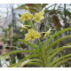 Vanda Sanderiana Alba x Christensoniana Vietnamica - AD