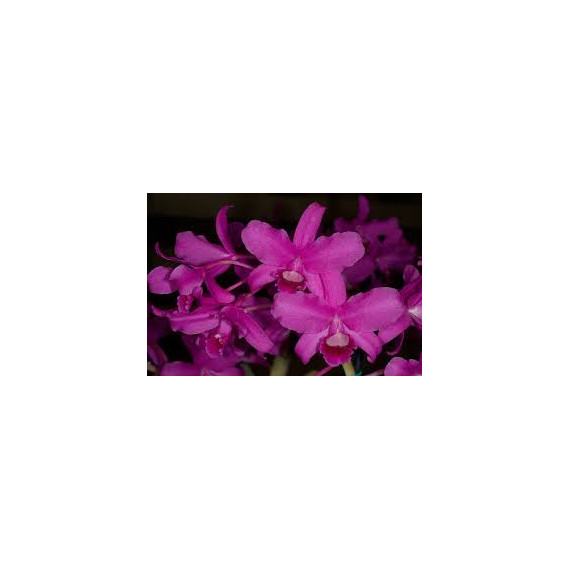 Cattleya Bowringiana Rubra - T3