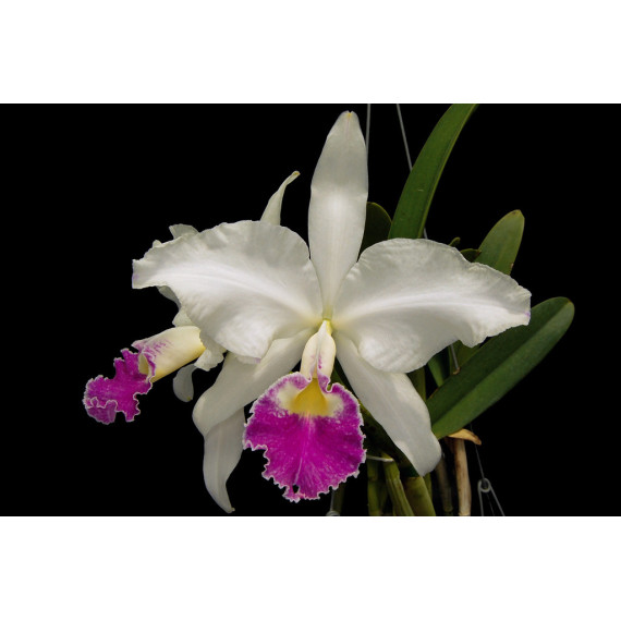 Cattleya Gigas Semi Alba - MUDA