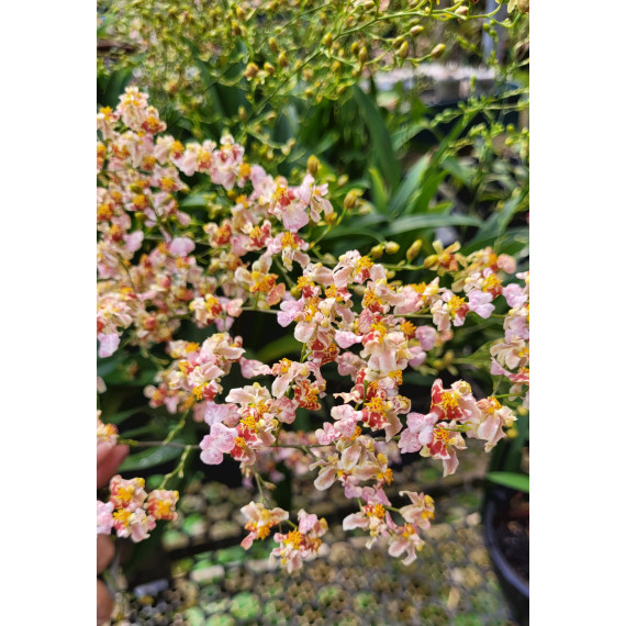 Oncidium Twinkle Mesclado (Haste Floral)