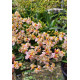 Oncidium Twinkle Mesclado (COM HASTE FLORAL)