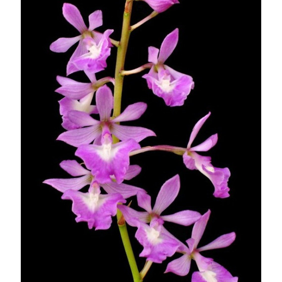 Epidendrum Campestre - Haste Floral