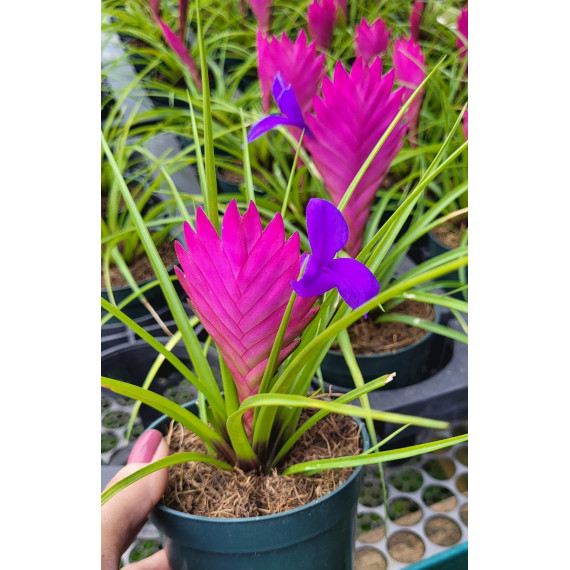 Tilandsia Cyanea Grande - Perfume de Cravo