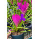 Tilandsia Cyanea Grande - Perfume de Cravo