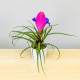 Tilandsia Cyanea Grande - Perfume de Cravo