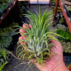 Tilandsia Ionanta var. Giant