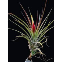 Tilandsia Rectifolia