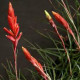 Vriesea Flamea