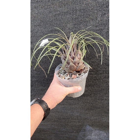 Vriesea Flamea