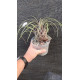 Vriesea Flamea