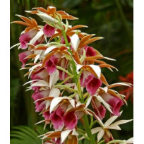 Phaius Tankervilleae / Capuz de Freira - AD