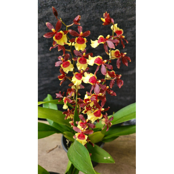Oncidium Volcano Hula Halau - Haste Floral