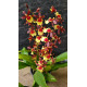 Oncidium Volcano Hula Halau - Haste Floral