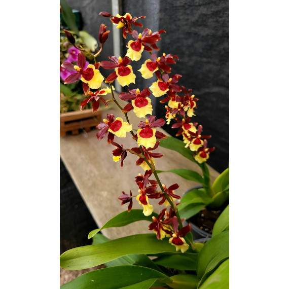 Oncidium Volcano Hula Halau - Haste Floral