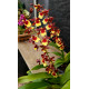 Oncidium Volcano Hula Halau - Haste Floral