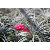 Tilandsia Stricta Rigida + Suporte  (Pleno Sol)