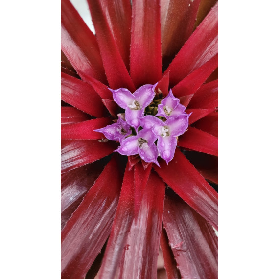 Neophyttum Firecracker