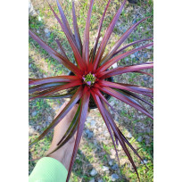 Neophyttum Firecracker