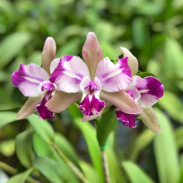 Blc. Chyong Guu Benz - Touceira da coleção