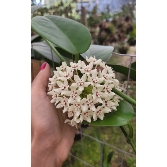Hoya Australis (Perfumada)