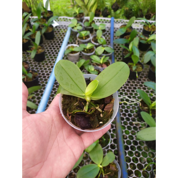 Phalaenopsis Bellina  - Muda