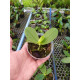 Phalaenopsis Bellina  - Muda