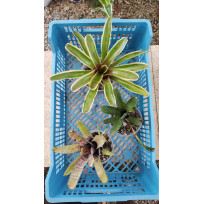 Kit 3 Mudas Neoregelias