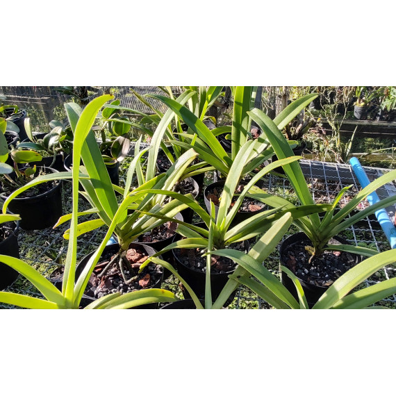 Vandopsis Lissochiloides (Muda)