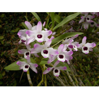 Dendrobium Nobile Lindley - Muda