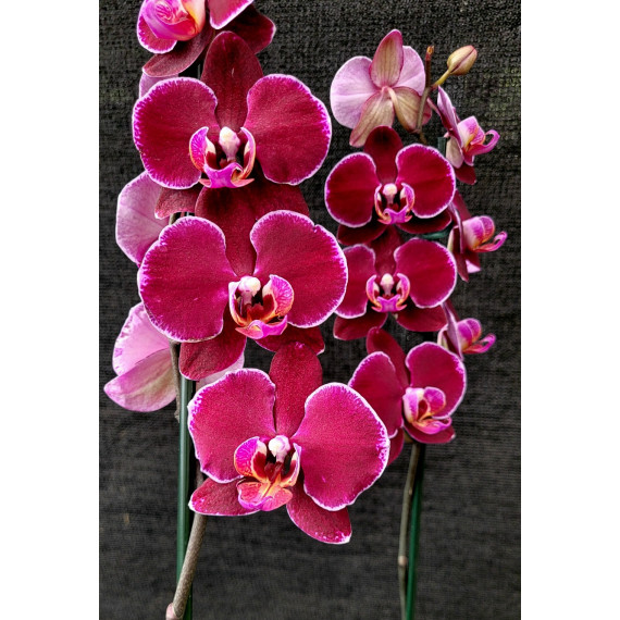 Phalaenopsis Elegant Deborah (AD)