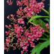 KIT 3 Mini Orquideas Adultas Identificadas