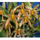 KIT 3 Mini Orquideas Adultas Identificadas