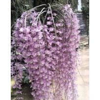 Dendrobium Pierardii
