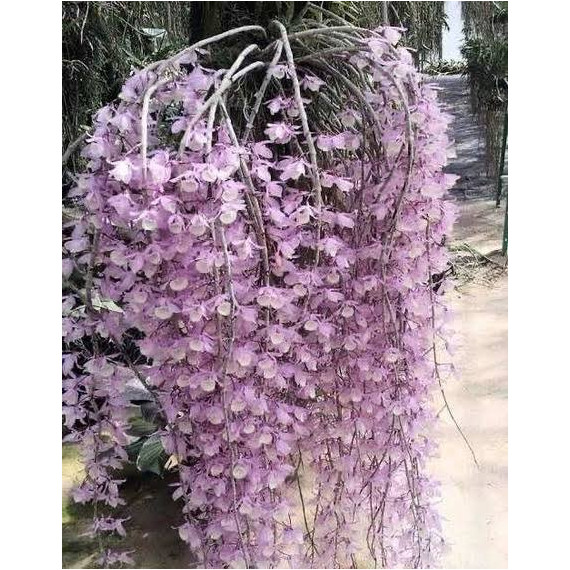 Dendrobium Pierardii - T3