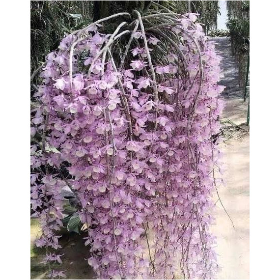 Dendrobium Pierardii