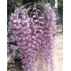 Dendrobium Pierardii